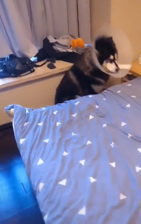 二哈被拽腿拖回家全程叫唤,二哈崩溃一瞬间