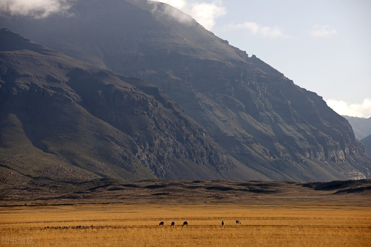 1992西藏砖茶,新疆的砖茶是什么茶