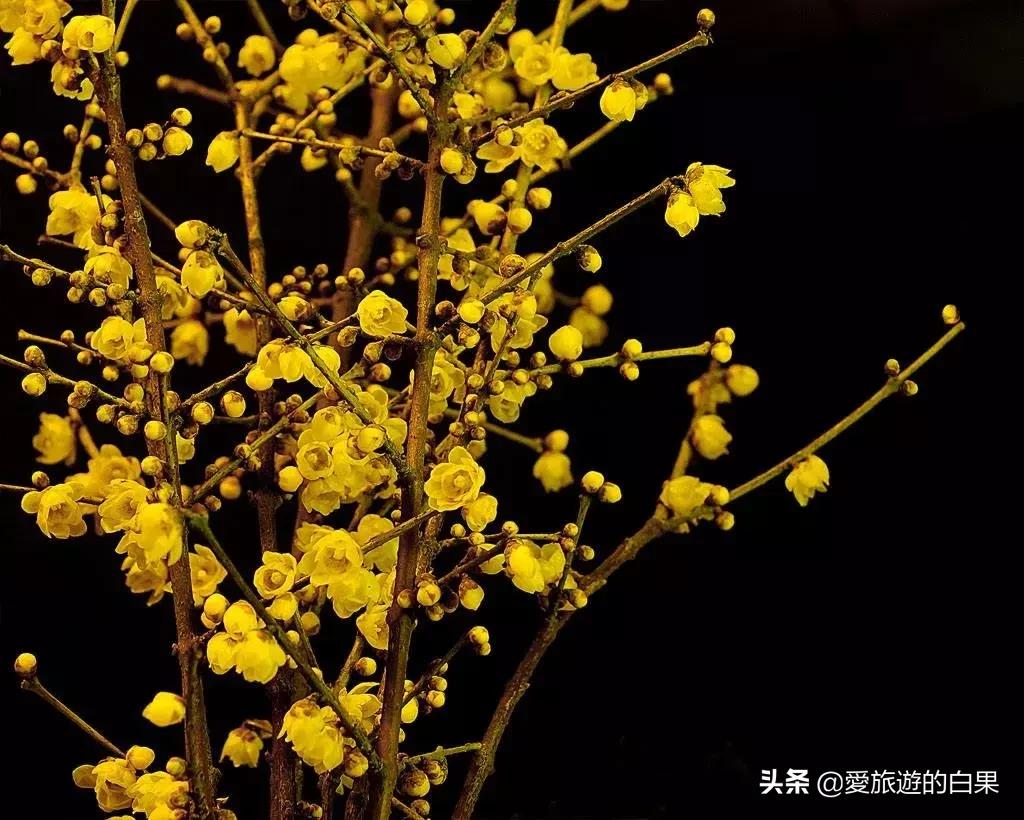 腊梅花开放视频,成都看腊梅的地方