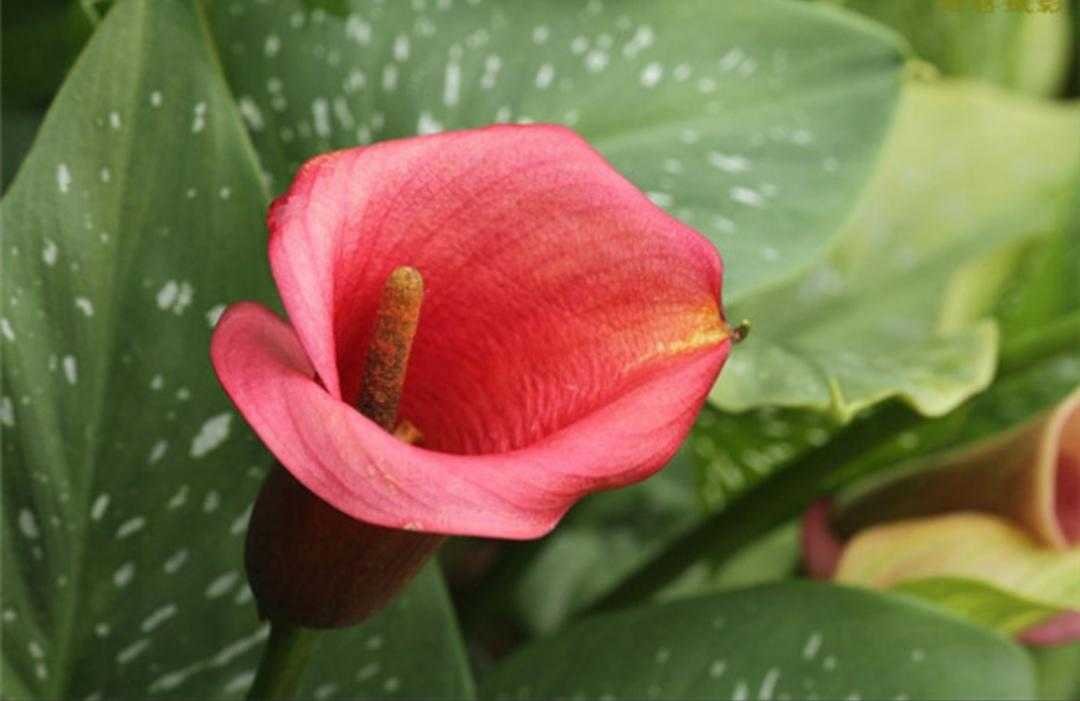 植物小叶马蹄莲,绿色植物马蹄莲