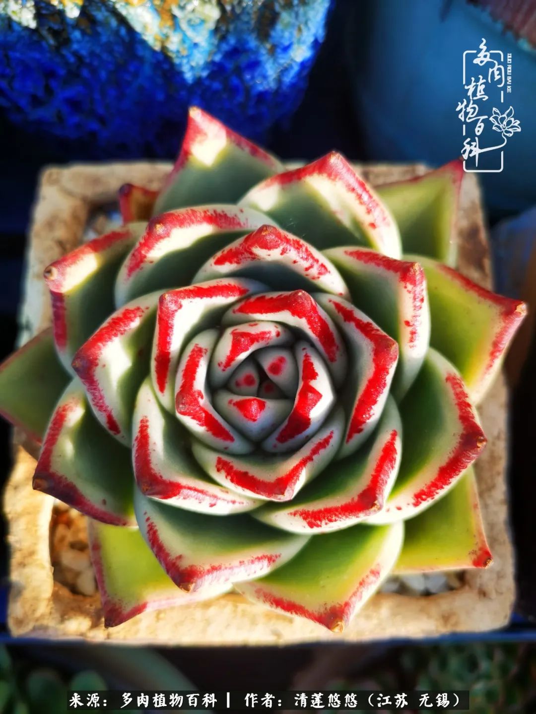 可爱多肉的露脸照,多肉大合照视频