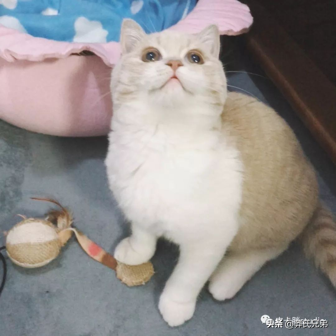 可爱小奶猫刚生出成长日记,一只小奶猫的成长过程