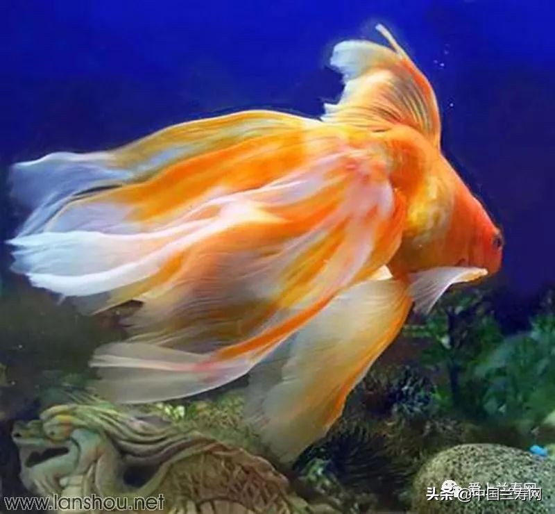 那些企图拿尾巴征服世界的金鱼们