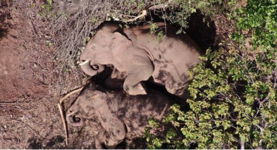 熊出没惊现东北虎下集,野生黑熊遇东北虎