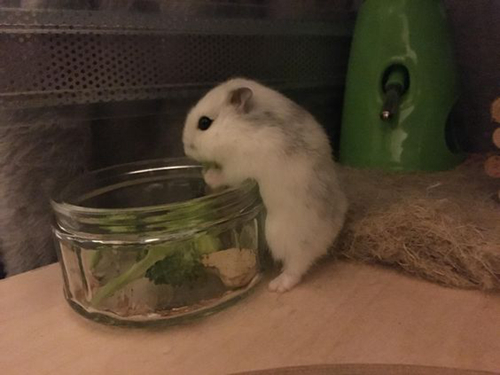 贪吃小仓鼠,贪吃贪喝的小仓鼠