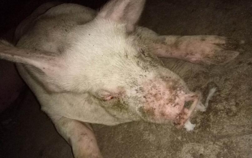 猪场的猪流鼻涕是什么原因？并非一定是感冒，也有可能是这种病