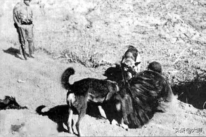 鏃ュ啗淇樿檹鍙ｄ緵,鏃ュ啗鎴樼姱鍙ｄ緵