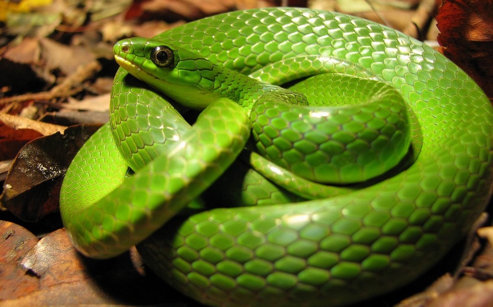 蛇到底怕雄黄是真的吗,为什么蛇害怕雄黄粉