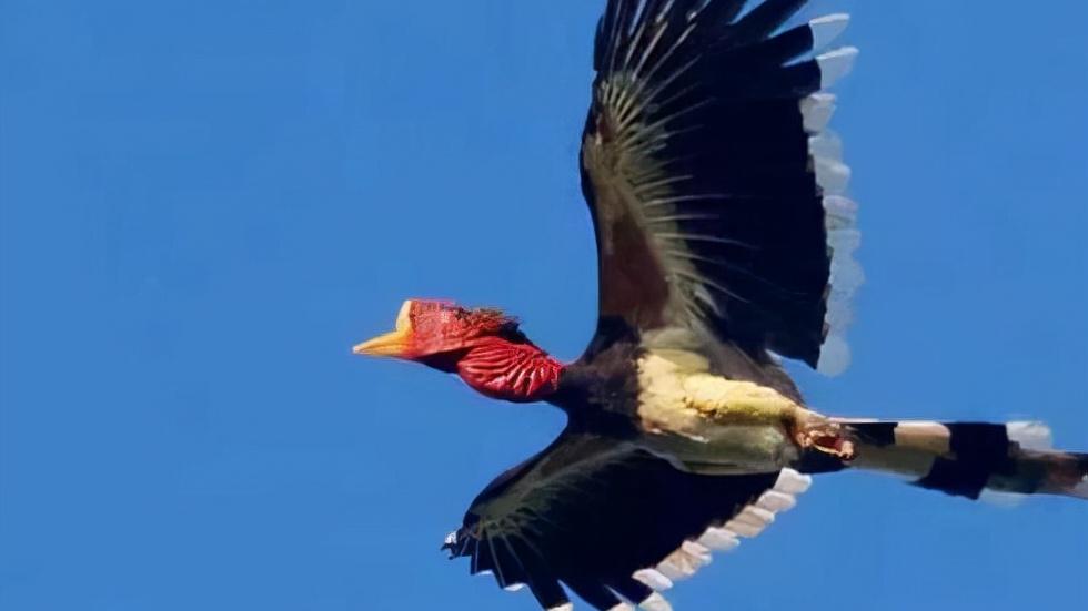 头骨最值钱鸟,头骨很珍贵的鸟
