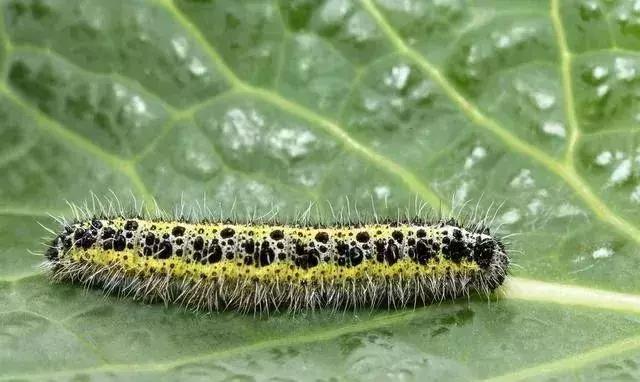甲维盐氯氰菊酯能杀红蜘蛛么,甲维盐氯氰菊酯药效多少天