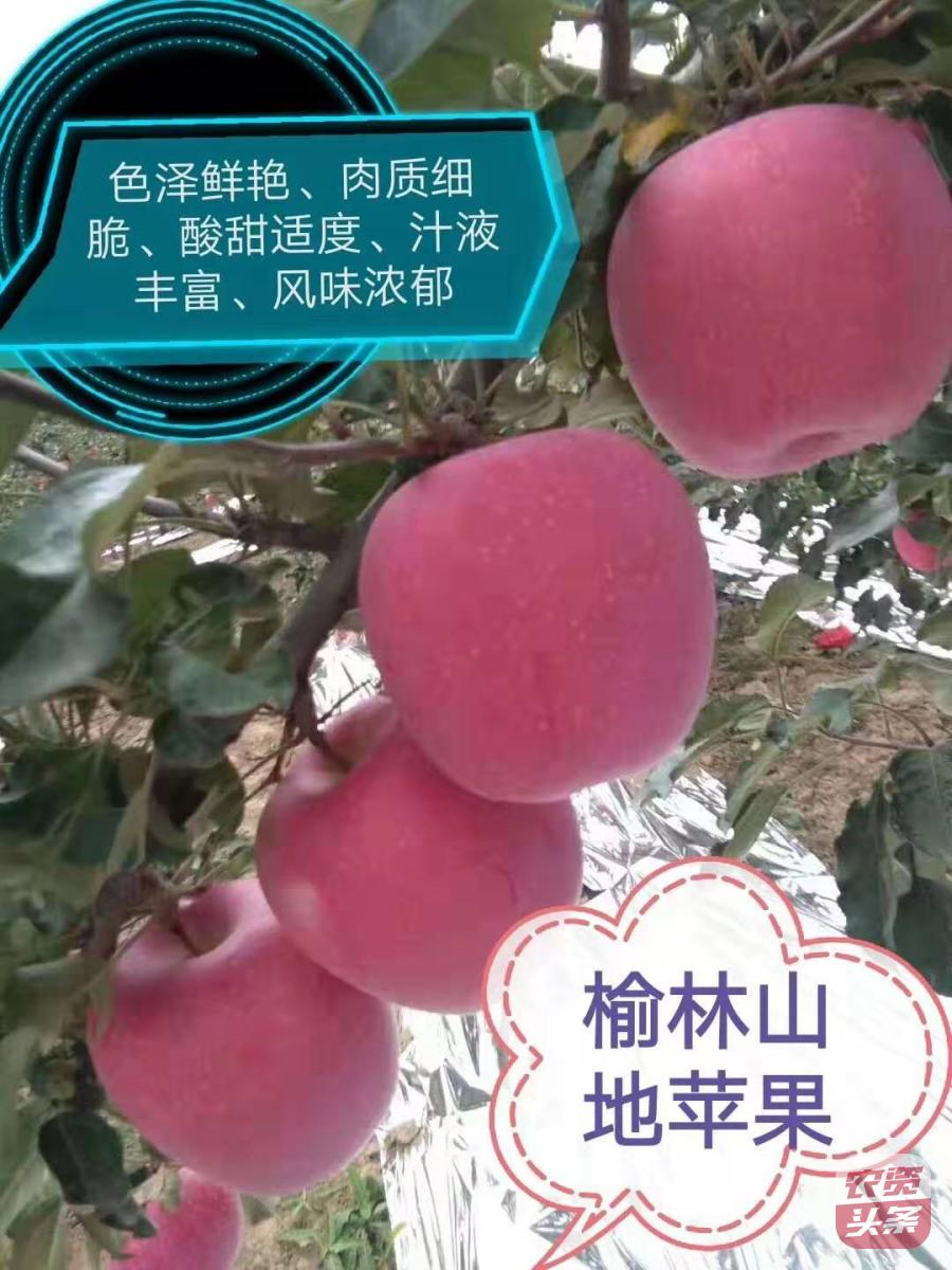 瀵岀閰电礌楗搧,瀵岀閰电礌鍥剧墖