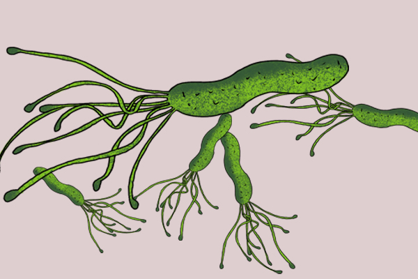 从牙齿缝里掏出很臭的东西怎么治,牙齿烂掉只剩牙根流血还臭怎么办