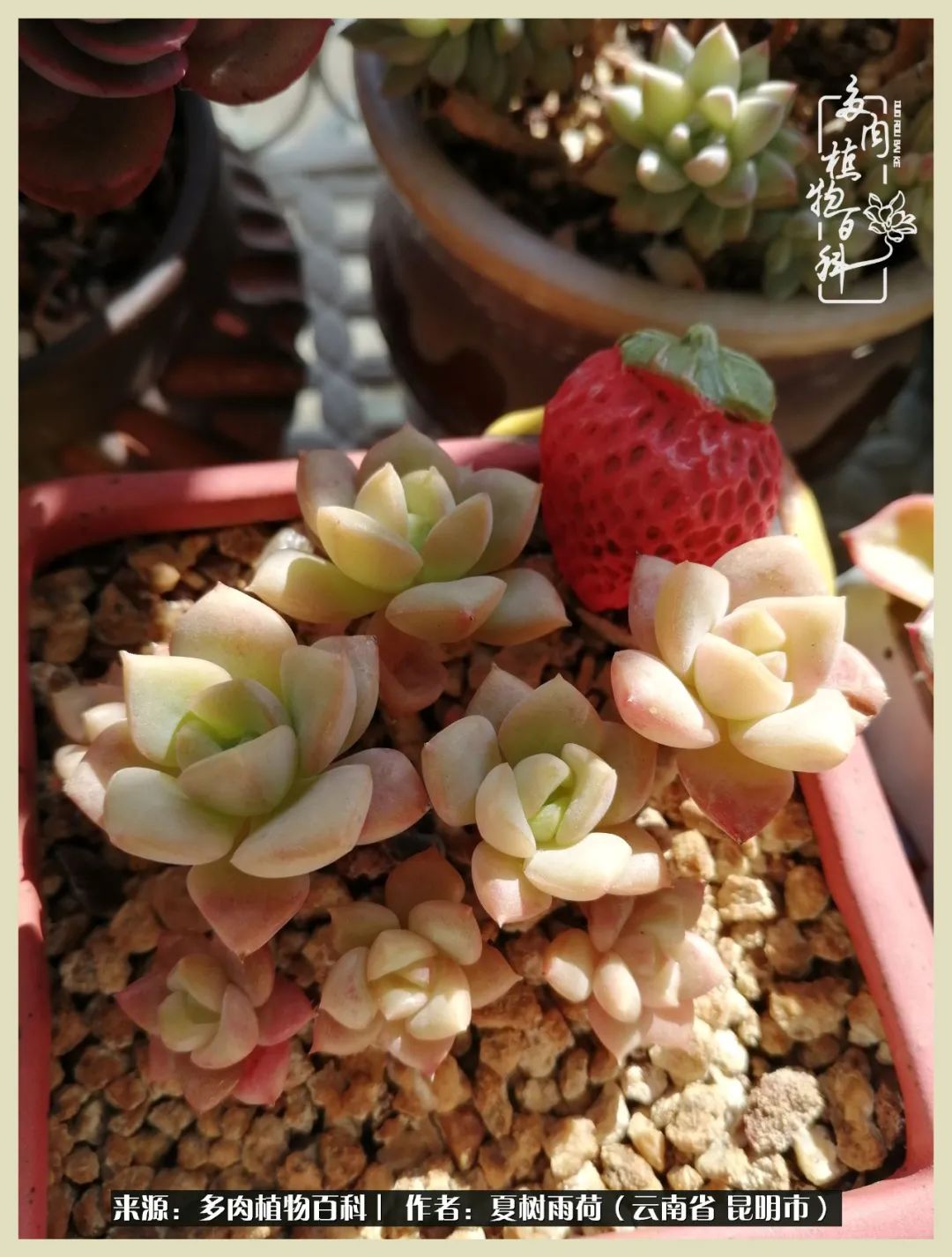 自从养了多肉有了窗台想要个阳台,养多肉10年多