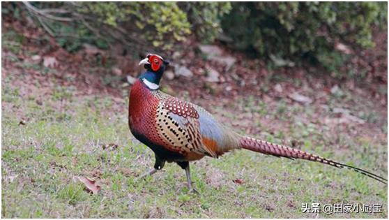 农村这几种野味,城里人竟要花高价钱!第一种就让人流口水了