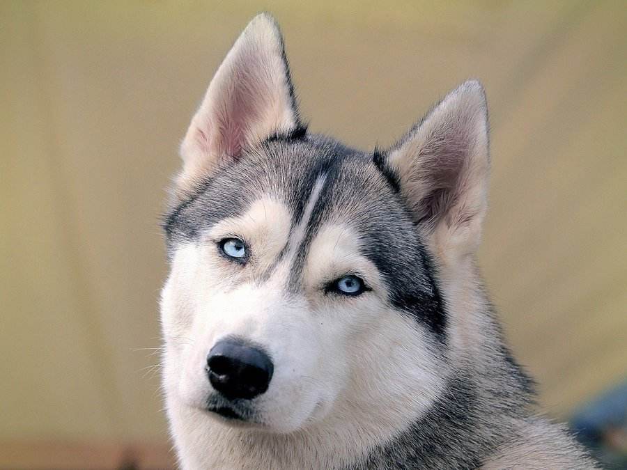 预防狗狗眼部疾病吃什么,狗狗最常见的十大疾病