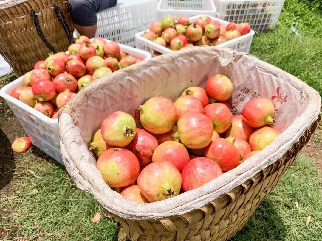 石榴突尼斯软籽石榴爆甜多汁,好吃不吐籽的突尼斯软籽石榴来了