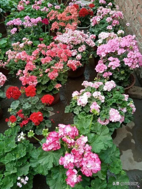 买回来的天竺葵不长根是什么原因,天竺葵开花后管理