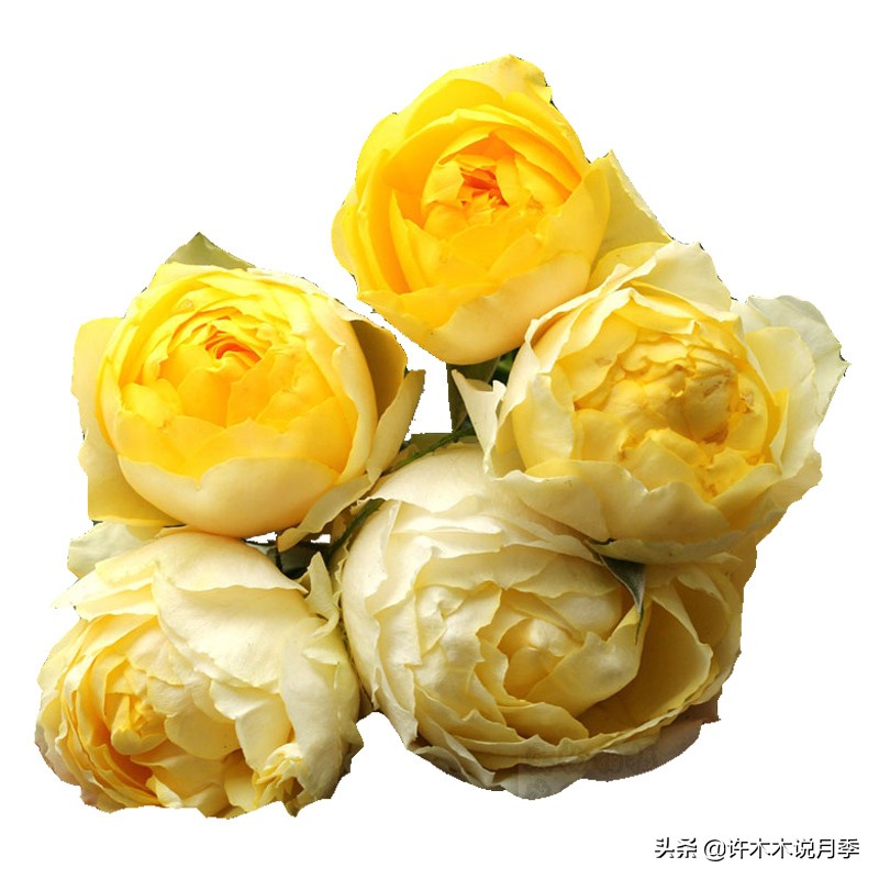 阳台最好养的月季品种推荐,四季开花最好养最好看的月季