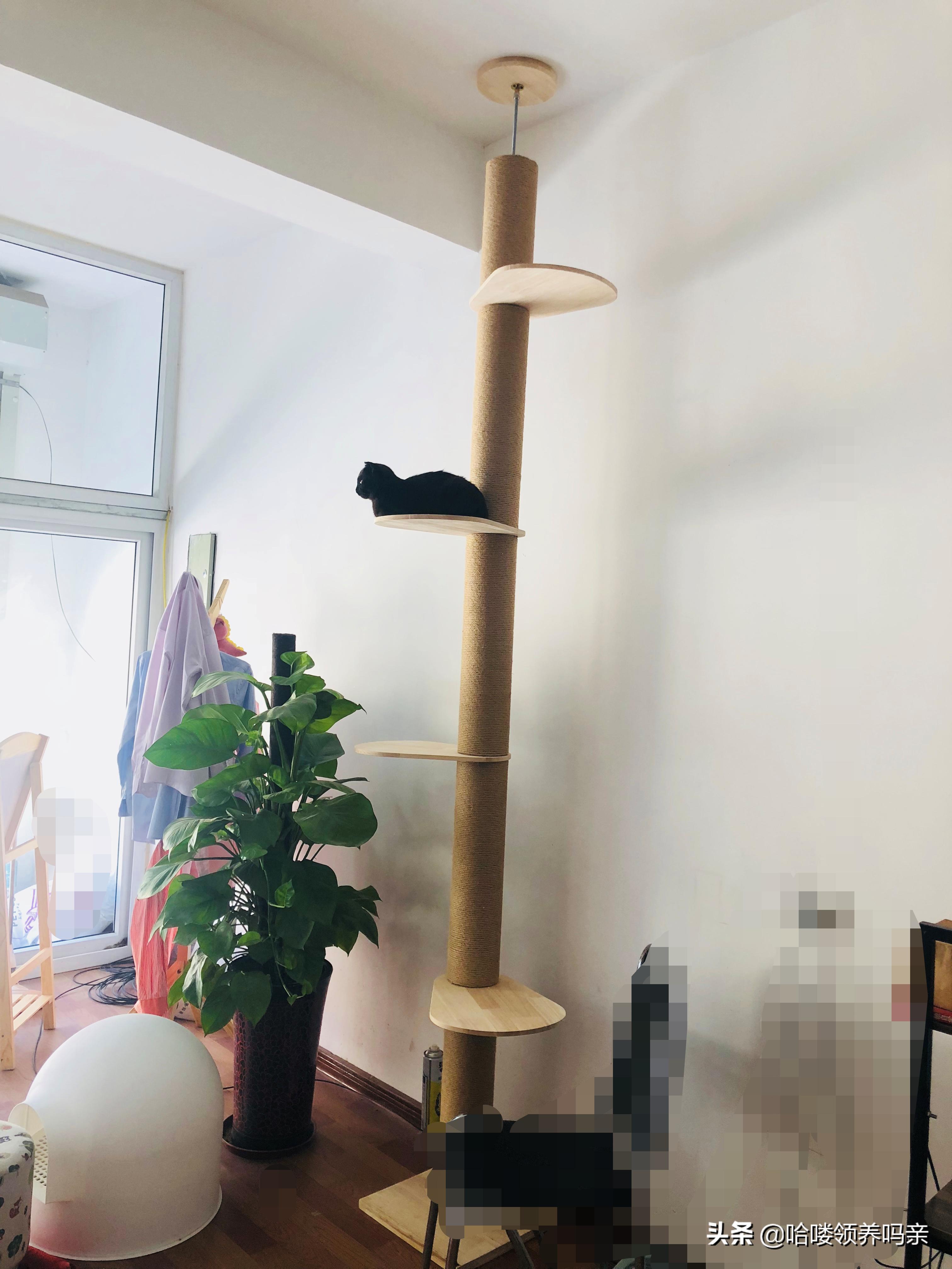 猫咪闭尿十有八九，如此常见的疾病，竟然和宠物情绪有关？