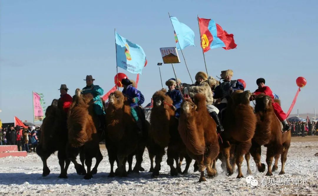 戈壁红驼，乌拉特草原上的珍珠