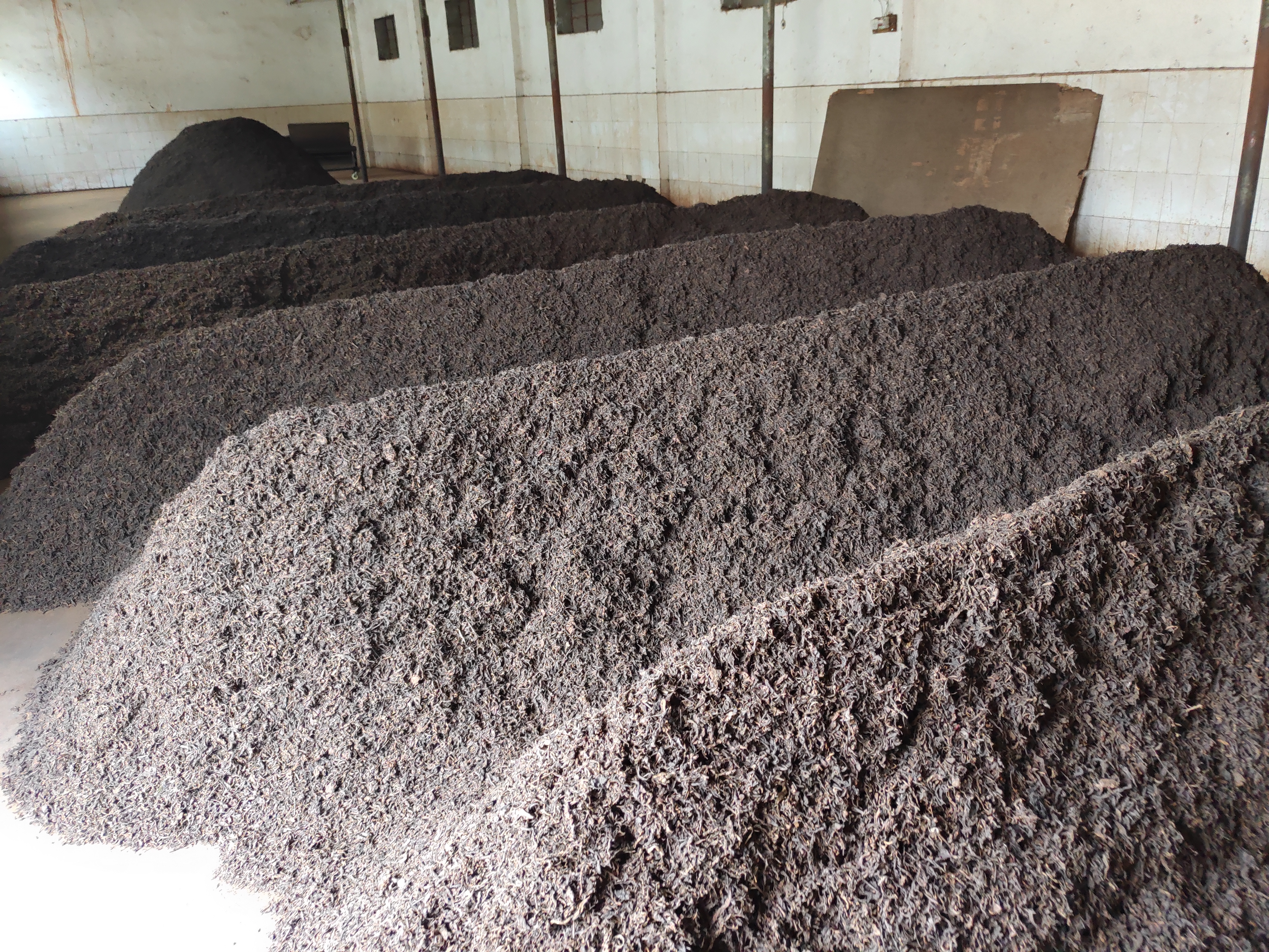 普洱茶生茶和熟茶哪个贵,普洱茶生茶与熟茶的区别与作用