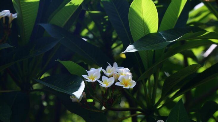 掠过“鸡蛋花”之儿时记忆