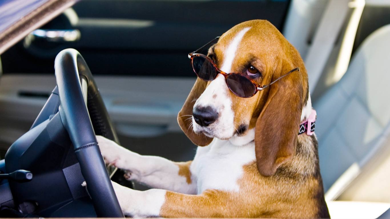 狗狗不停啃jio的八个原因！