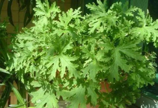 靠谱的驱蚊方法,哪些驱蚊方法比较靠谱