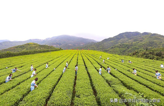 茶树烂根的救治方法,茶树根腐是什么原因