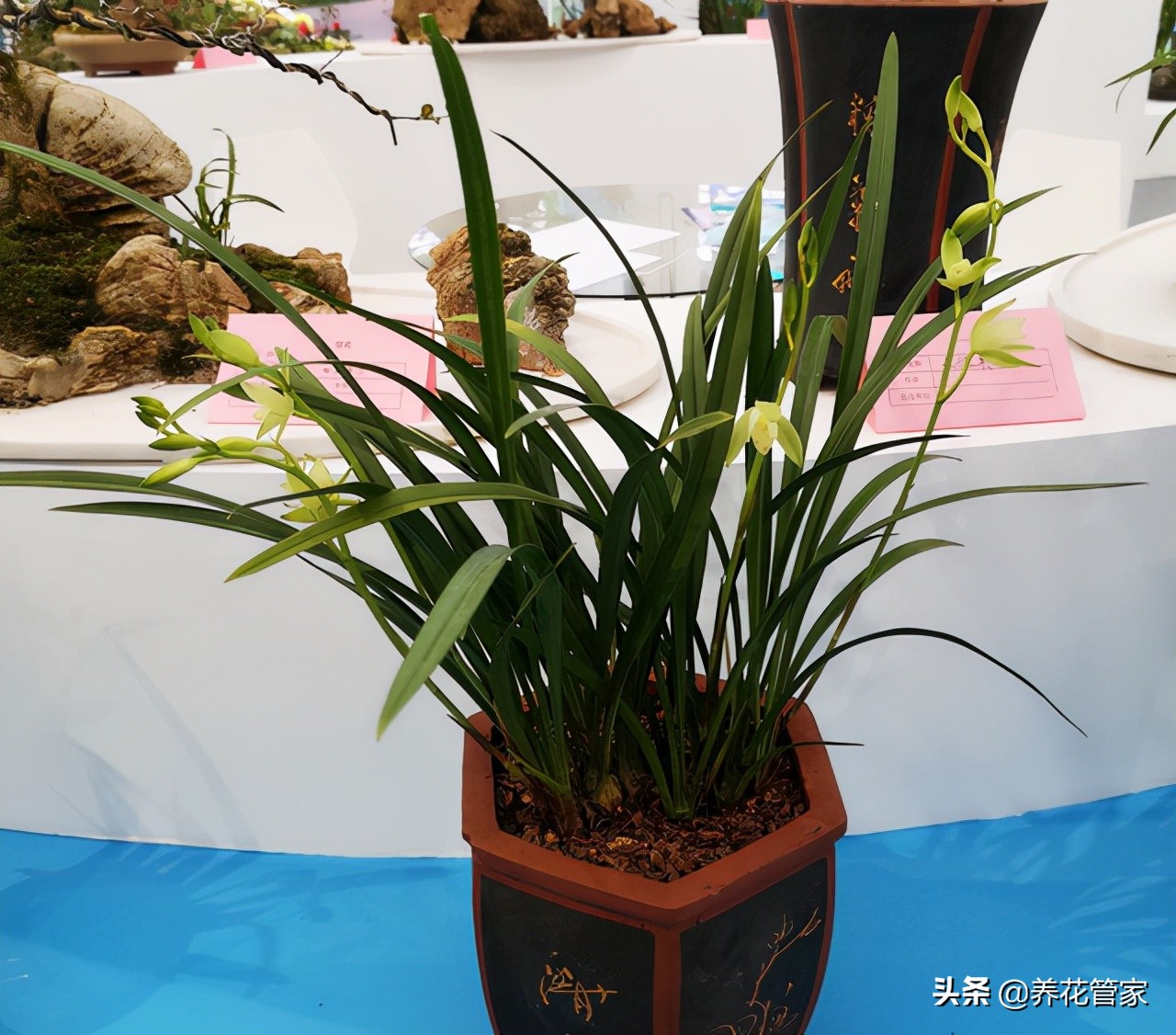 10大兰花品种你见过几个,兰花最好的十大品种