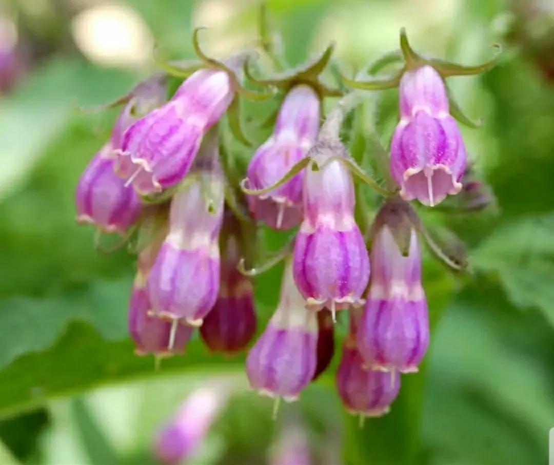 神秘变色花：一下雨就隐形又透明，芳踪难觅！和你捉迷藏的美人花