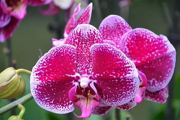 君子兰吊兰蝴蝶兰的图片,吊兰属不属于兰花的一种