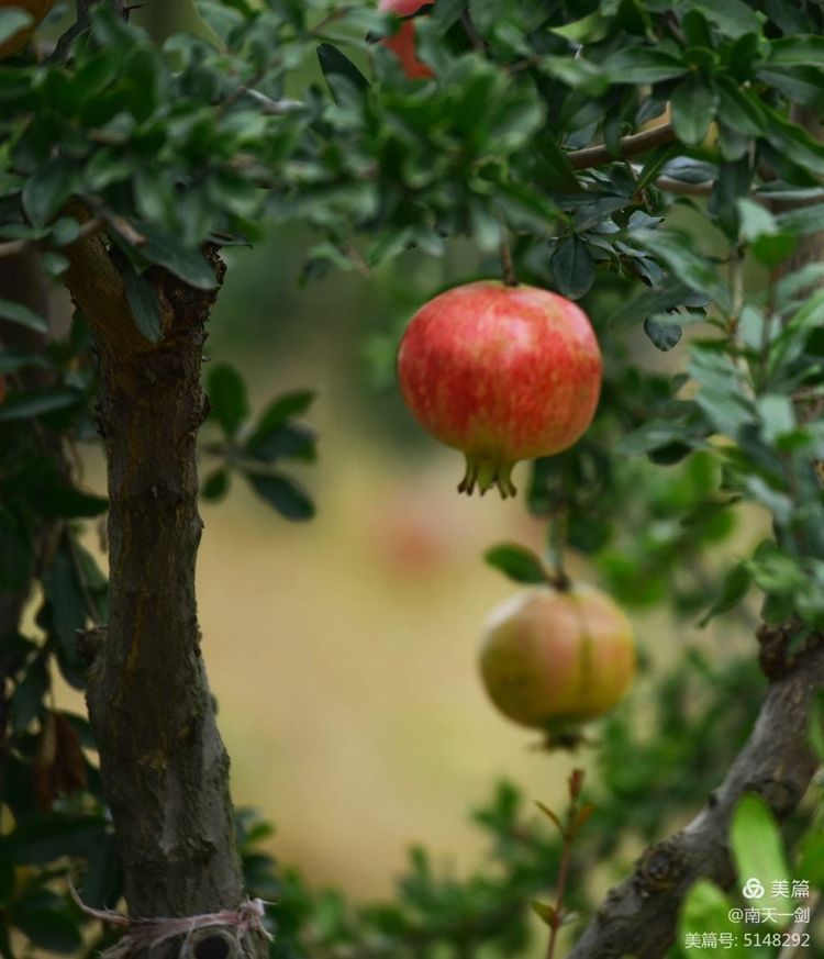 石榴一般几月份熟,石榴怎么判断熟了