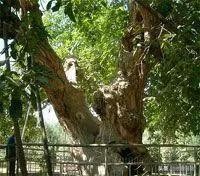 南疆印象三岔口,南疆印象系列简介