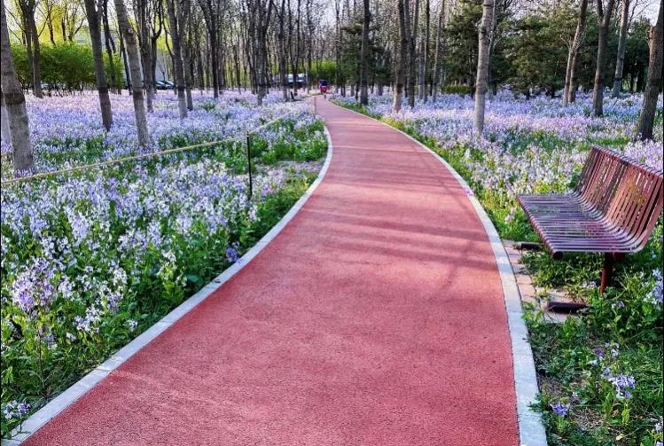 北京西边二月兰观赏地,和平之花莫愁湖公园二月兰盛放