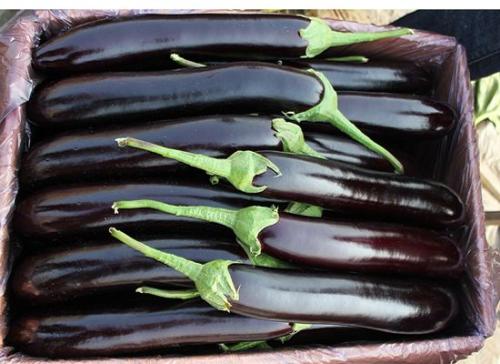 网传这种茄子不能吃，颜色越深越容易中毒？真相来了