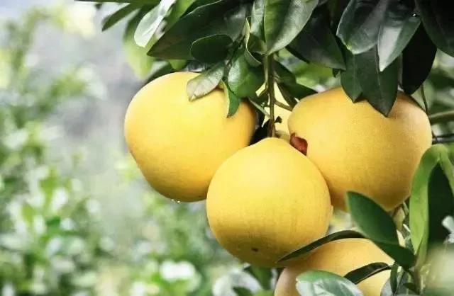 热带水果名单,热带水果王国攀枝花