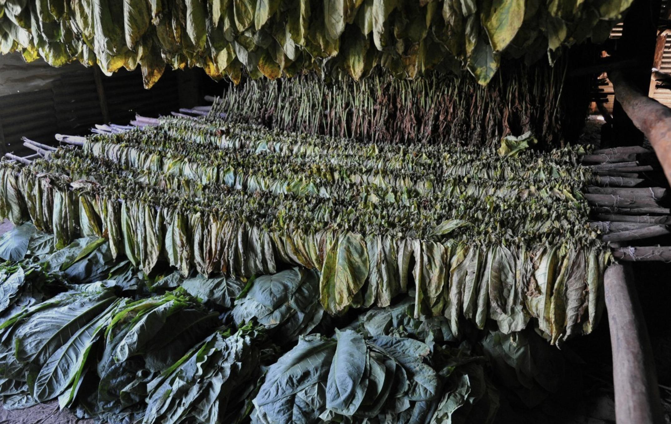 小猪说烟斗,小猪说烟斗入门