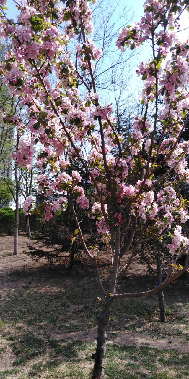 沈阳长白岛森林公园一日游攻略,长白岛森林公园五一