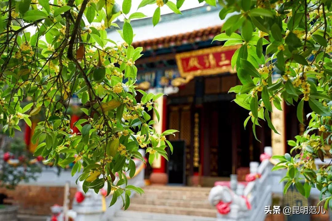 桂花落雨满园香|来黑龙潭公园感受初秋的气息