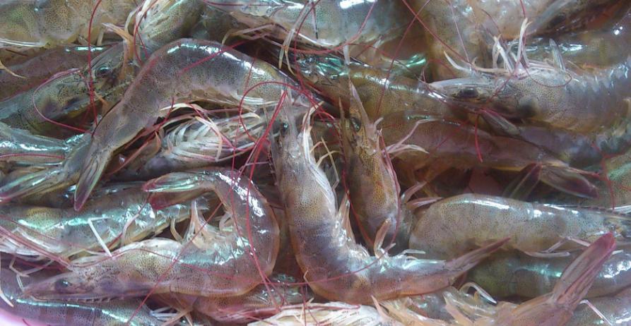 冰鲜虾和冷冻虾的口感,冰鲜虾和冷鲜虾区别