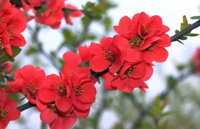 老北京歇后语无依无靠,老北京骂人的歇后语