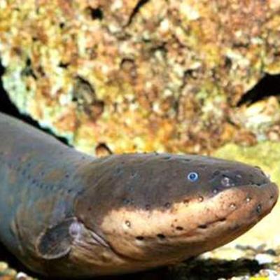 动物进化装备大全,食肉动物大对决