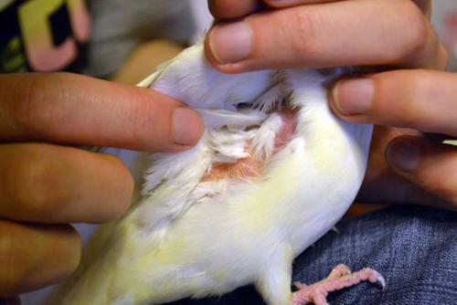 鹦鹉夏天驱虫的最好方法,玄凤鹦鹉除了驱虫还要注意哪些