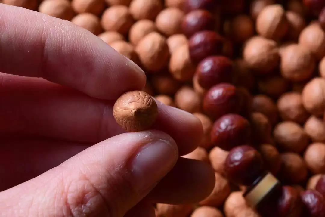 巧克力色的凤眼能盘成牛津红吗,为什么有的凤眼盘不红