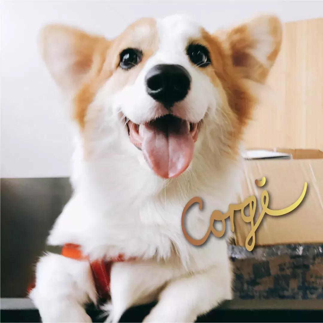 狗狗体外驱虫药都有哪些,狗狗体外驱虫药怎么选择