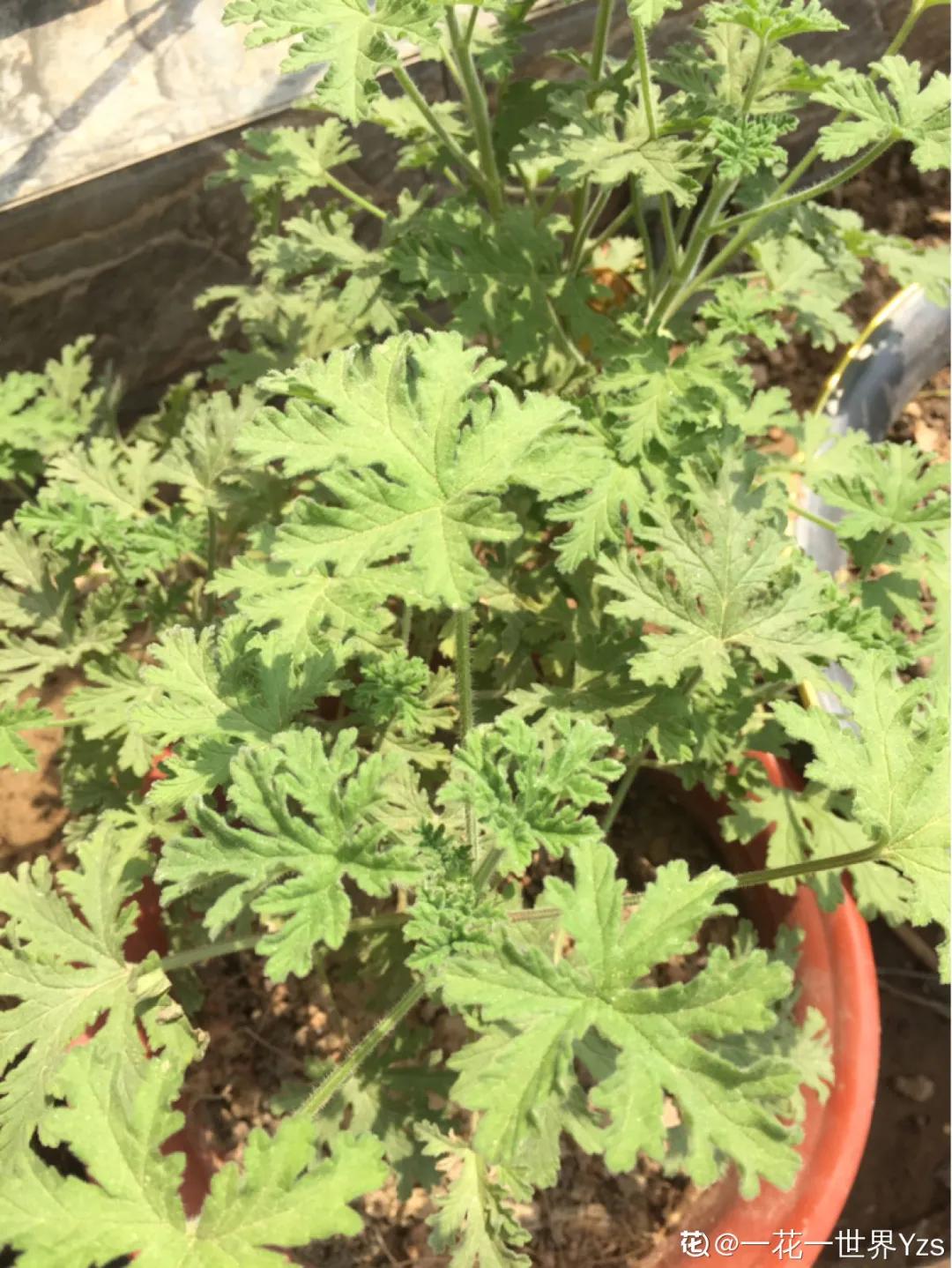 适合家里盆栽的不宜生虫的花,家里养的花有虫子和红蜘蛛小妙招