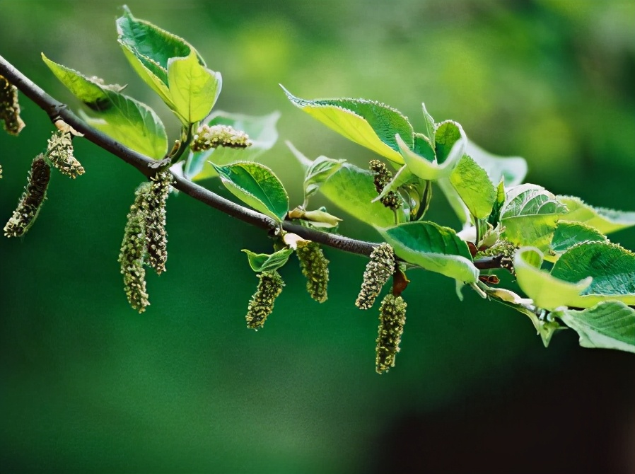 爬树新鲜采摘,农村爬树摘果的视频
