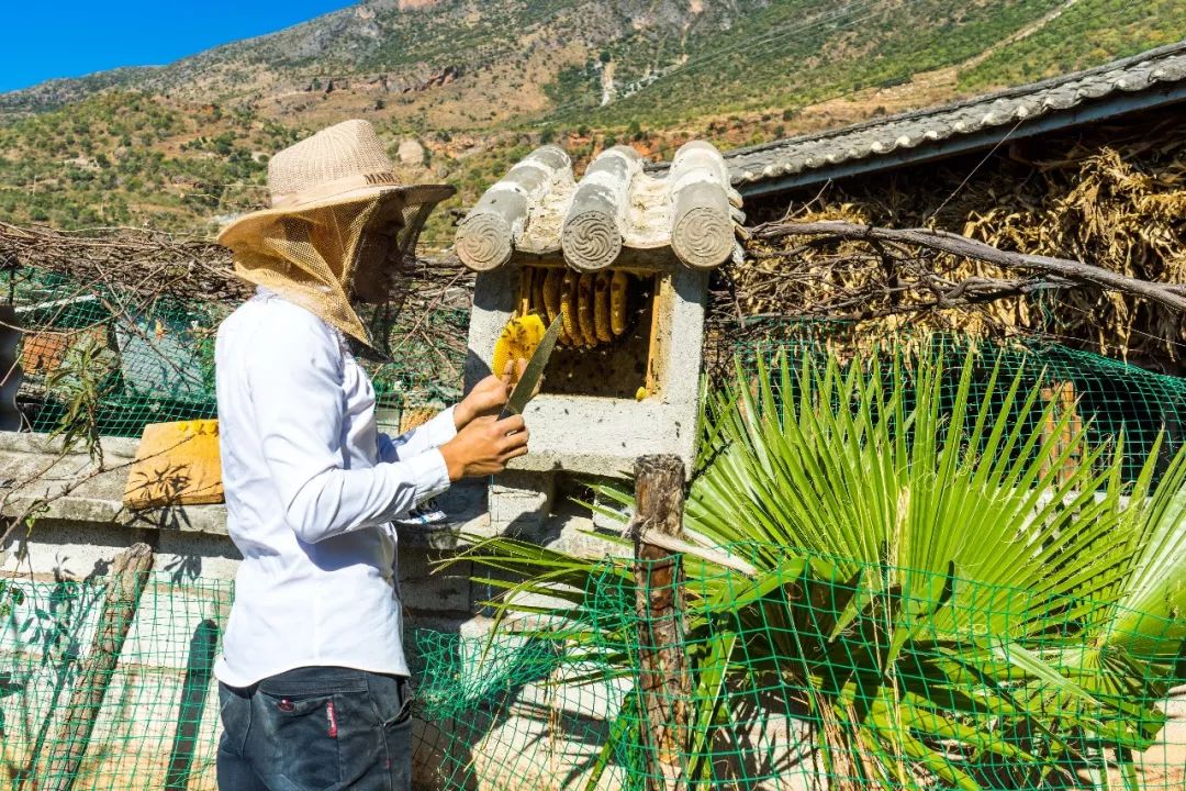 土蜂蜜的取蜜全过程,土蜂蜜取蜜全过程记录