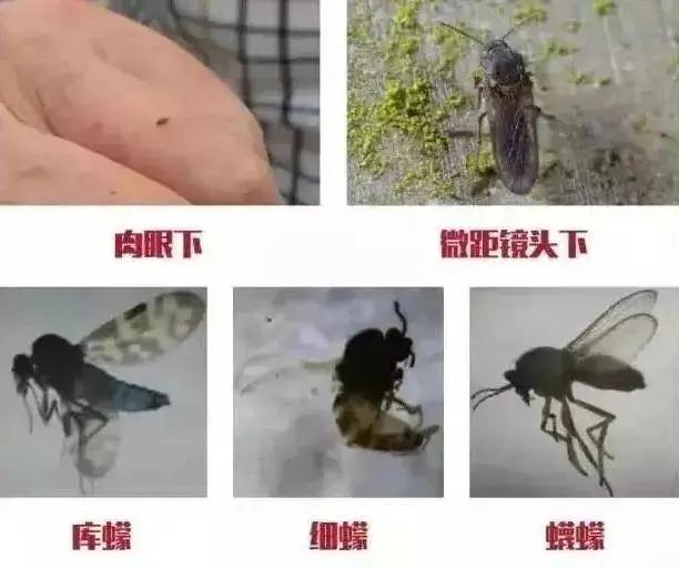 海南小黑虫咬人怎么防御,看到有小黑虫钻进伤口怎么办